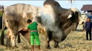 ये गाय है या दानव top 5  Big cows in the world,guinness world record of cows