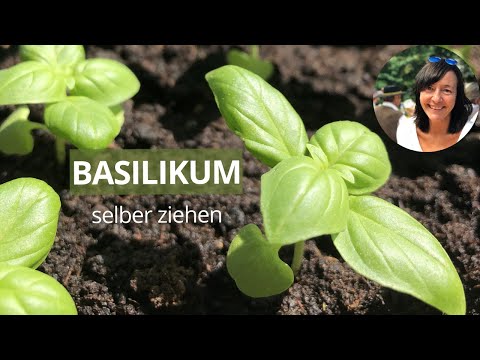 Basilikum selber ziehen - Basilikum im Topf pflanzen | Basilikum aussäen, pflanzen und pflegen