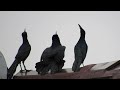 3 Birds Shower in the Rain #boattailedgrackle #birds
