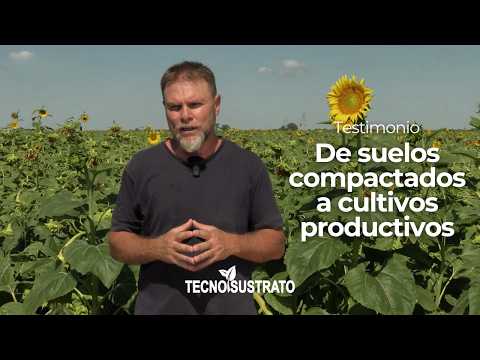 De suelo compactado a cultivos que responden | Testimonio productor de Nueva Lehmann (parte 1)