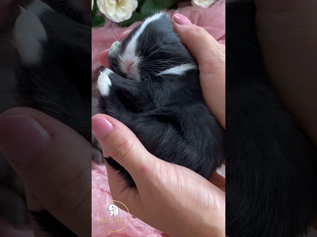 Králíčci Minilop z Agnes Minilop Bunnies