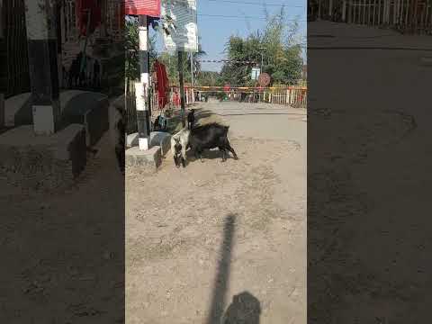 Bakra fight 🐐⚡🐐#tranding #2025 #fighting #viralvideo