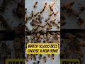 Watch 10,000 Bees Choose Their Perfect New Home!