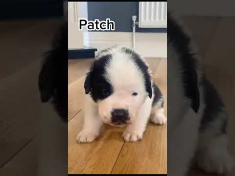 The puppies choose their own collars! Your first @ owes you a puppy teehee  #fyp  #for