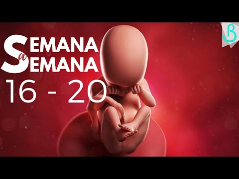 🤰🏻📆WEEKS 16-20 PREGNANCY | 5 MONTHS | WEEK BY WEEK || Baby Suite by Pau