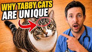 What Makes Tabby Cats Truly Unique