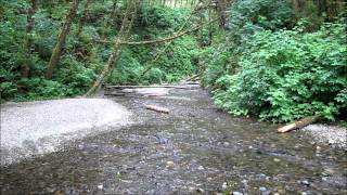 Fern Canyon, Prairie Creek Redwoods State Cark, California USA (1920x1080)
