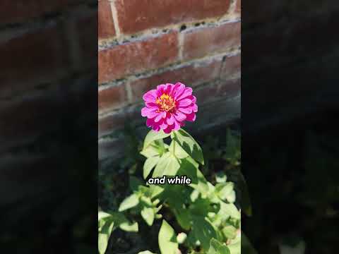 2 Months Later - Sowing Zinnia Seeds EVERYWHERE #growflowers #zinnia #flowergrower #flowergarden