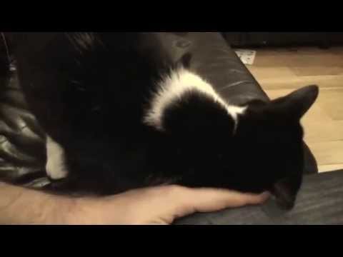 cat keeps head-butting me and so vocal!! - why do cats do this?