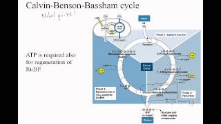 3 09 carbonfixation calvincycle