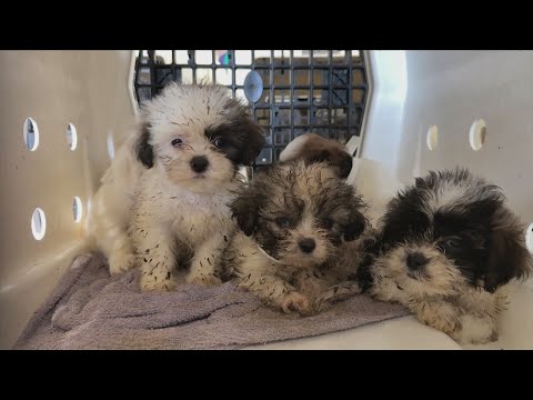 Le Mars, Iowa Man Facing 24 Charges In Animal Neglect And Child Endangerment Case