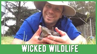 Why Do Turtles Breath Through Their Bums?