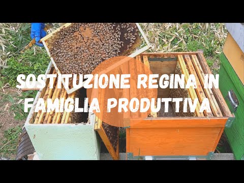 , title : 'Apicoltura: cambio regina in arnia produttiva'