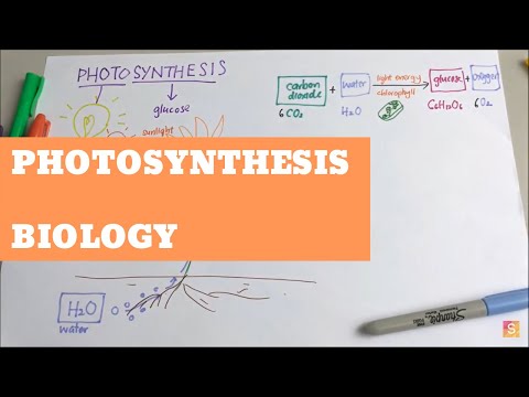 Biology- Photosynthesis Video