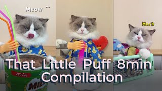 That Little Puff Compilation | funny 8min collection #thatlittlepuff #catsofyoutube #compilation