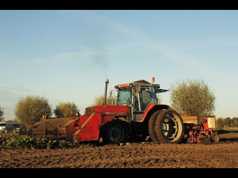 Loonw. Baute - Oostwinkel - Massey Ferguson 3125 Gilles bietenrooier - Dewulf R7000T