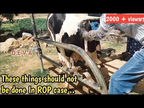 Removal of  retained placenta in cattle || ROP case||treatment vet tube by vet doctor
