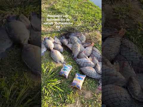 Pesqueiro Do Luiz Boliviano Rio da várzea Quitandinha - PR dia  27-11-25