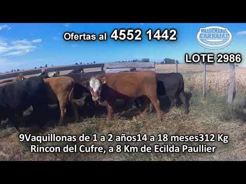Lote 9 Vaquillonas 1 a 2 años 2 HE/ AA - 2 NO/ LI - 1 AA/ LI - 1 RA/ LI - 1 RA/  HE- 2 AA/ NO 312 Kgkg -  en Rincon del Cufre, a 8 Km de Ecilda Paullier