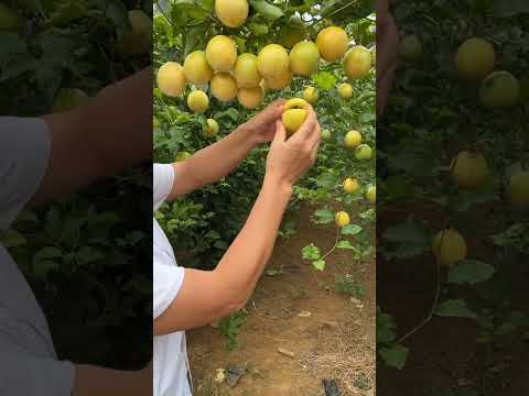 Golden Passion Fruit Sweet Taste #satisfying #short