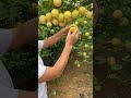 Golden Passion Fruit Sweet Taste #satisfying #short