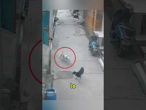 Este pitbull defiende a su amigo de otro perro  #pitbull #perros #animales