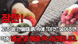농약안쓰고 고추밭 만들때 이것만 뿌리면 진딧물 총재 탄저병 한방에 해결! 뿌리까지 쭉쭉 벋어 다수확