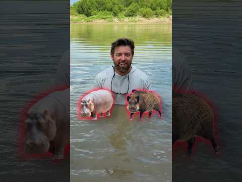 What Is The Worst Animal To Run Into In The Wild?