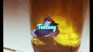Download lagu Story wa lirik ipang tentang cinta mp3 Download lagu Story wa lirik ipang tentang cinta mp3