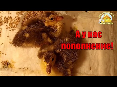 Пополнение в хозяйстве. Клетка для перепелов.