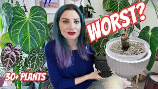 Ranking my ENTIRE Anthurium Collection! 👀🪴