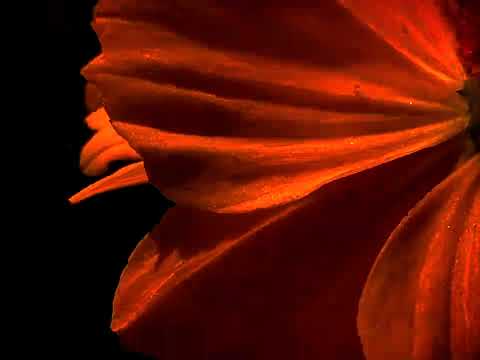 Emergence (2025) Max Devereaux Short Film