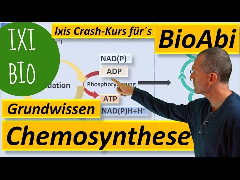 Chemosynthese - Grundwissen und Keywords zum Stoffwechsel chemoautotropher Organismen Bio Abitur