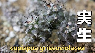copiapoa griseoviolacea コピアポア 実生 10ヶ月(グリセオビオラセア 栗星玉)