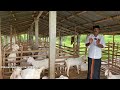The Reality Of Goat Farming Today Uzhavan Goat Farm