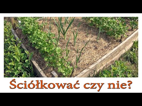 Ściółkować czy nie? - Ogrodowe pierdamony 104