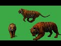 Tiger Green Screen Video Green Screen Tiger Attack Tiger Running Green Screen