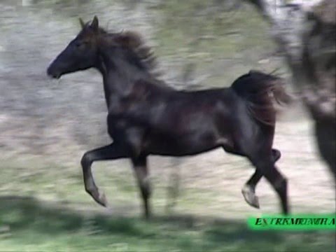 DARC DE JAMAAL AT 18  MONTHS