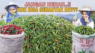 Download lagu PANEN CABE RAWIT GUNUNG..!! PETANI CARA TRADISIONAL mp3