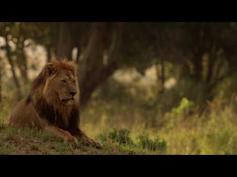 Journey to the Pride Lands