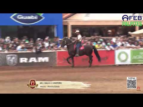Campeão dos Campeões Cavalo Marcha Batida 39 Exposição Nacional do Cavalo MM