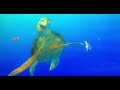 Handshake Nemo Give Me Some Fin Noggin Dude