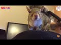 Cute Squirrel Whatsapp Status Video Cute Animals Status Video 30 Sec Squirrel Video