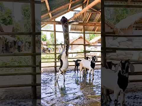 Detik-detik menegangkan piton makan kambing #anaconda #snake #ular