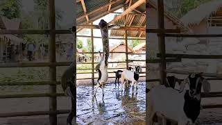 Download lagu Detik-detik menegangkan piton makan kambing #anaconda #snake #ular mp3