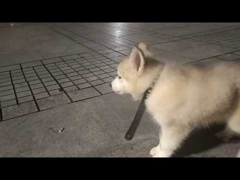 Hachi is a cruel boy, he kill the cockroach and eat it.