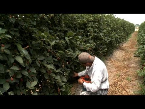 download lagu mp3 mp4 Fig Season In Portugal, download lagu Fig Season In Portugal gratis, unduh video klip Fig Season In Portugal