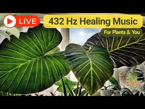 🔴 LIVE 🌱 432 Hz Healing Music 🌱 Powerful Frequency for Plants & People ♾️ Relax, Grow & Heal