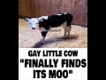 Gay Little Cow Found Its Moo
