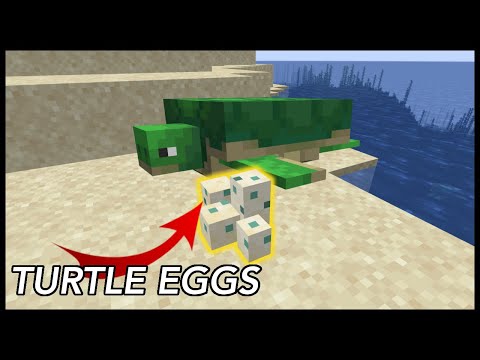 How To Get Turtle Eggs In Minecraft